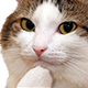 :gatopensa: :gatopensa: